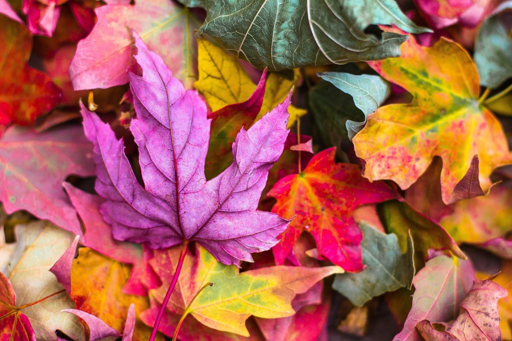 Blowing Leaves