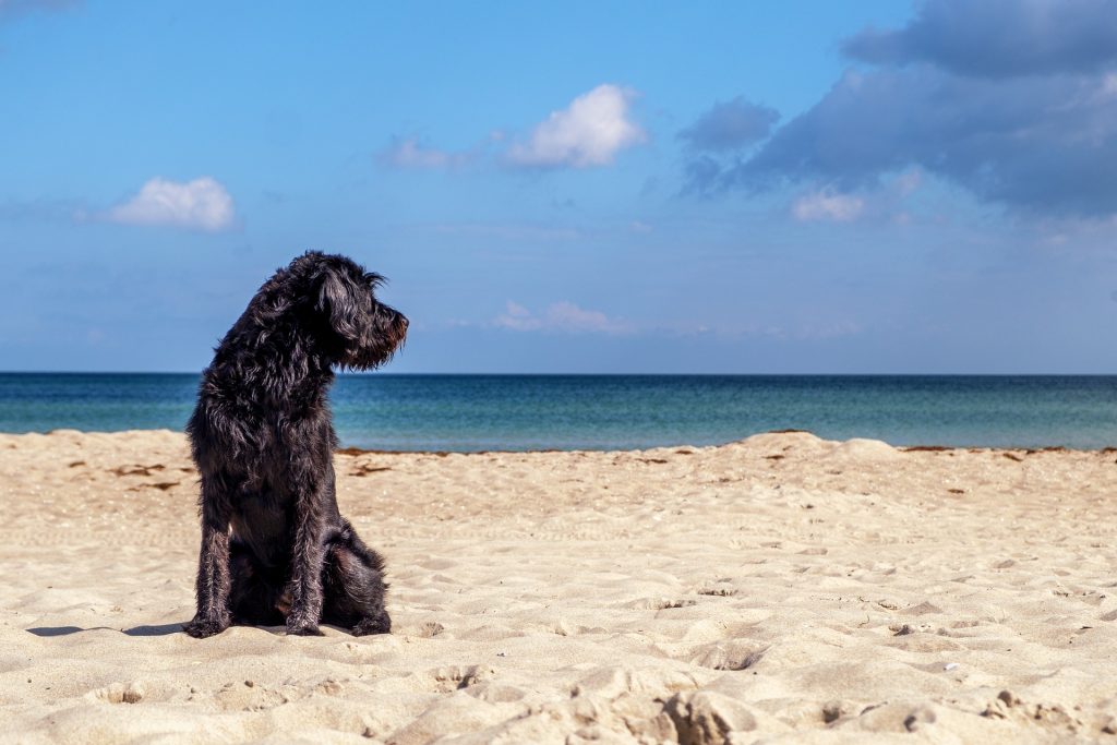 Beach Dog Games