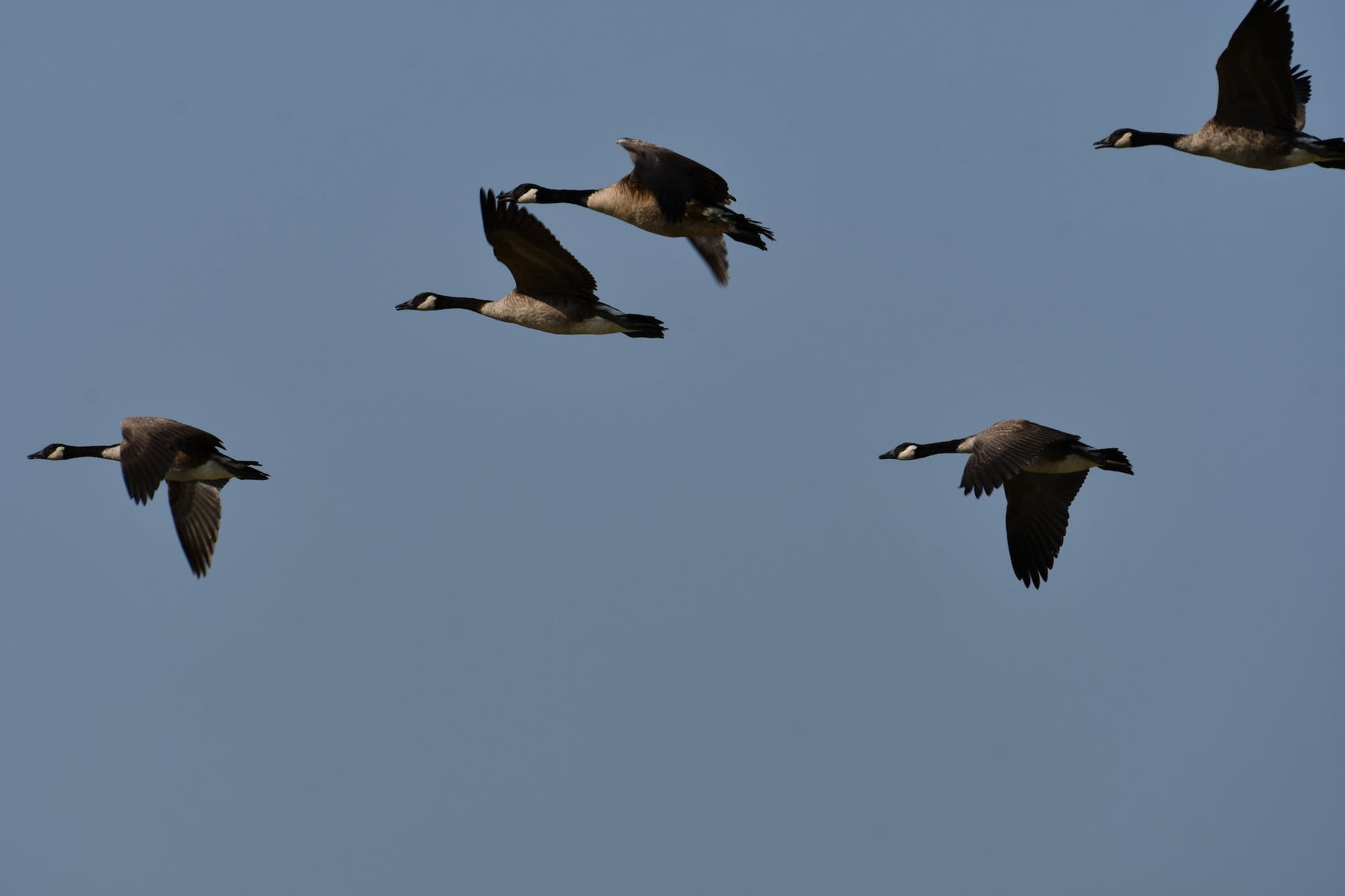 Canada Geese Migration Luck
