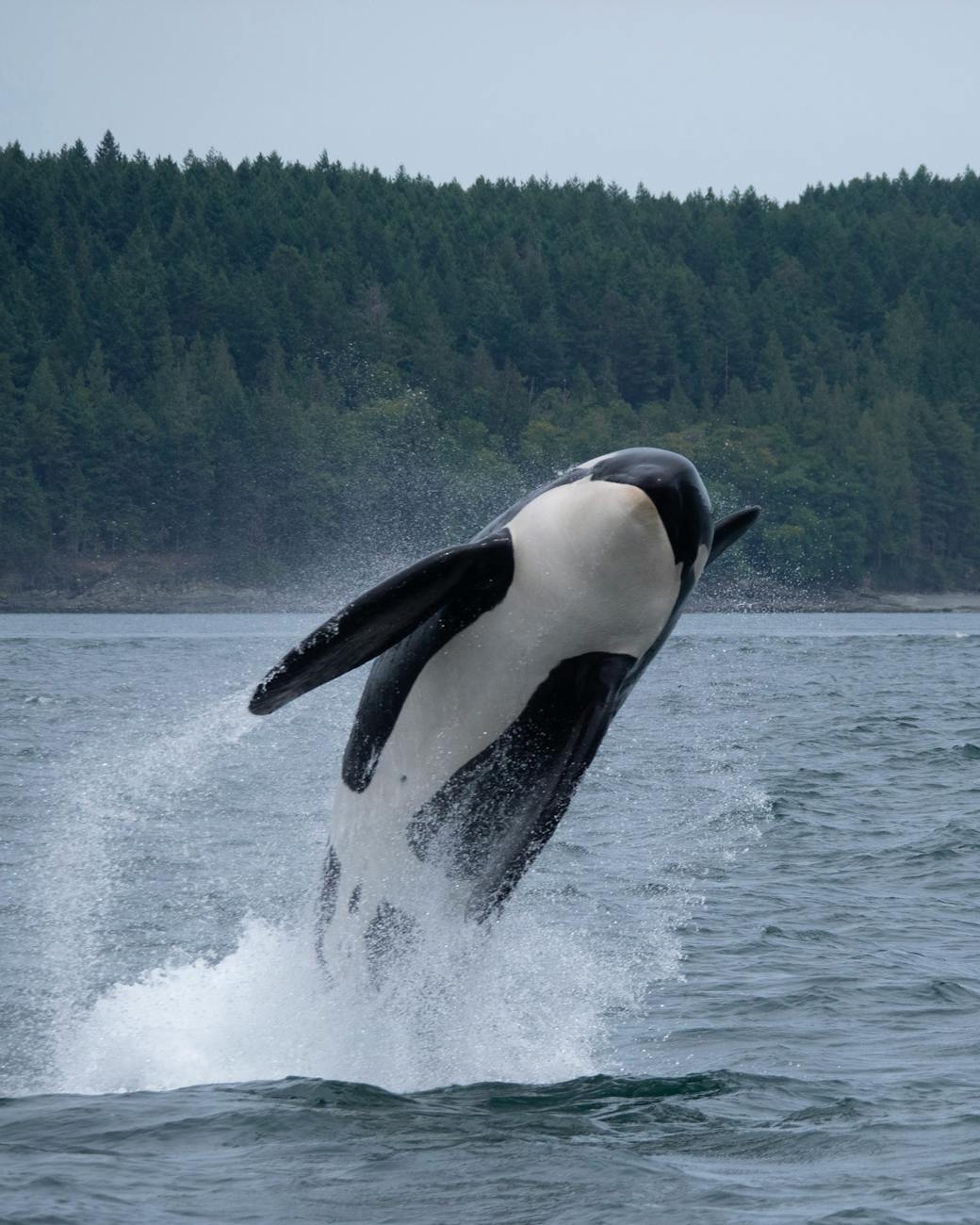 Raincoast Live Stream on Southern Resident Killer Whale Recovery